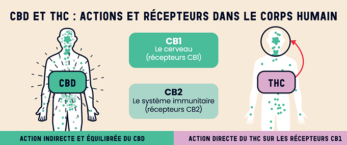 Schéma comparatif des interactions du CBD et THC avec les récepteurs CB1 et CB2 du système endocannabinoïde humain