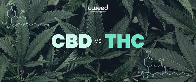 CBD vs THC : Guide complet pour comprendre leurs différences