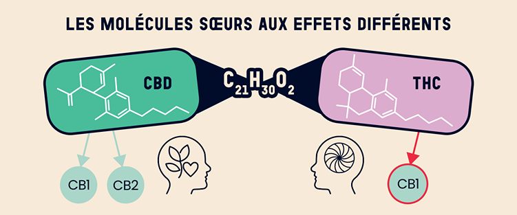 Structure moléculaire comparée du CBD et THC : illustration des différences chimiques entre cannabidiol et tétrahydrocannabinol