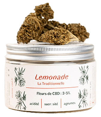 les plantes de tomine lemonade outdoor uweed shop 1