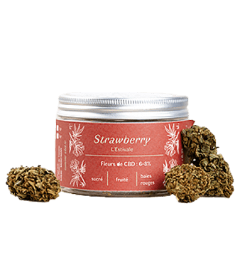 les plantes de tomine strawberry outdoor uweed shop 1